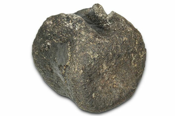 Hadrosaur (Hypacrosaurus?) Caudal Vertebra - Montana #335924